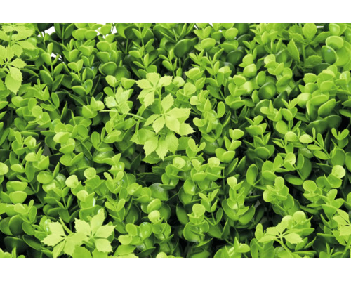 Umelý buxusový živý plot so zelenými listami