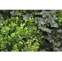 Umelá stena z rastlín s rôznymi zelenými rastlinami