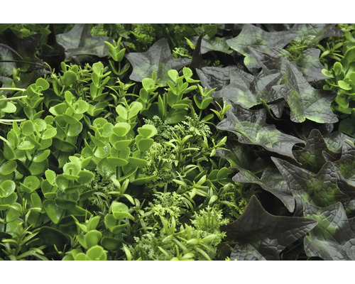 Umelá stena z rastlín s rôznymi zelenými rastlinami