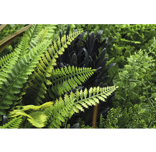 Detailný pohľad na umelú rastlinnú stenu s rôznymi papradinami a listami.