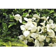 Umelá rastlinná stena s bielymi kvetmi a rôznymi odtieňmi zelenej