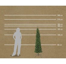 Porovnanie veľkosti úzkej vianočnej jedle s osobou a meracími linkami v centimetroch