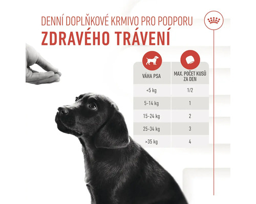 Ilustrácia odporúčaní na kŕmenie psov na podporu zdravého trávenia.