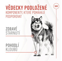 Ilustrácia podporujúca zloženie komponentov pre zdravie psov.