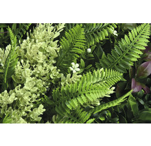 Umelá rastlinná stena s papraďou a kvetmi