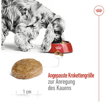 "Pes je suché krmivo z misky