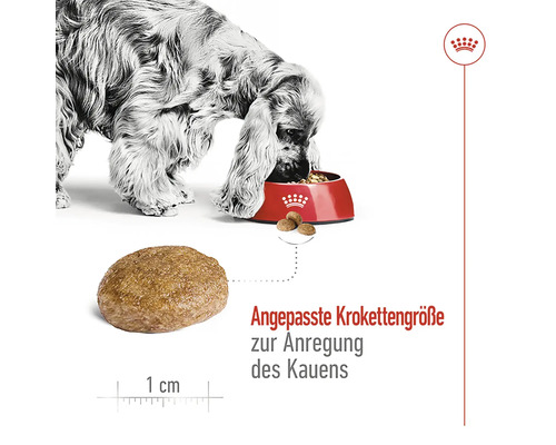 "Pes je suché krmivo z misky