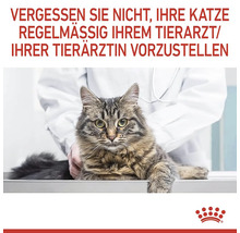 Mačka u veterinára na pravidelnej prehliadke
