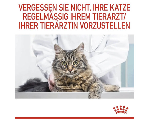 Mačka u veterinára na pravidelnej prehliadke