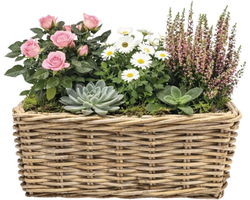 Kvetinové aranžmán s ružami, margarétkami, vresom a sukulentmi v prútenom košíku