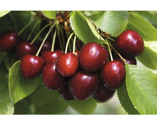 Sladké čerešne na vetve s listami