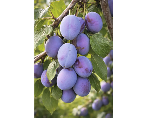 Slivky na konári s listami