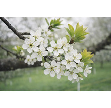 Konár s bielymi kvetmi