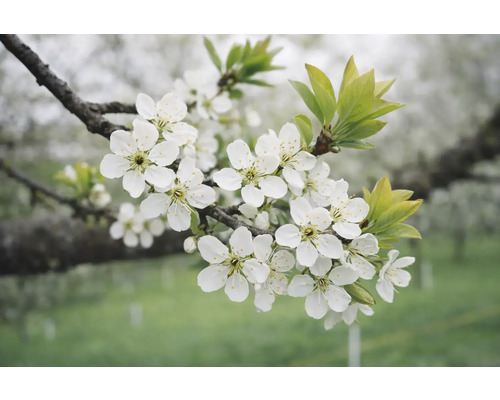 Konár s bielymi kvetmi