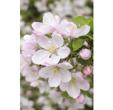 Kvety jablone s okvetnými lístkami