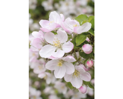 Kvety jablone s okvetnými lístkami