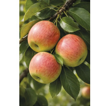 Tri jablká na vetve so zelenými listami