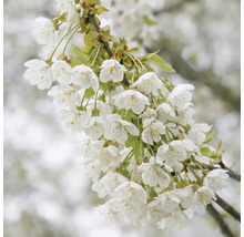 Kvitnúca vetva čerešne s bielymi kvetmi
