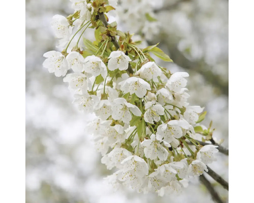 Kvitnúca vetva čerešne s bielymi kvetmi