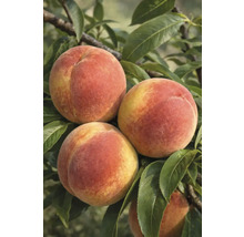 Detailný pohľad na broskyne na strome s listami