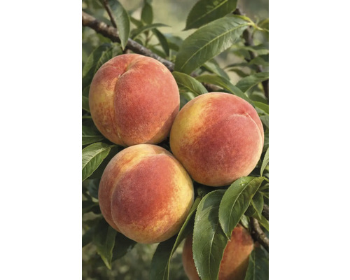 Detailný pohľad na broskyne na strome s listami