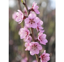 Konár s ružovými kvetmi