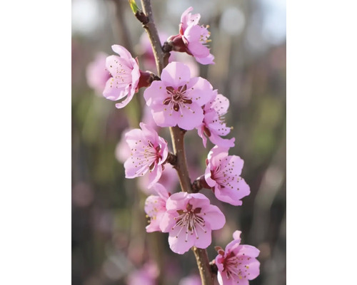 Konár s ružovými kvetmi