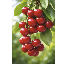 Zrelé čerešne s listami na vetve