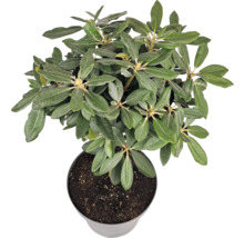 Rododendron v kvetináči, izbová rastlina