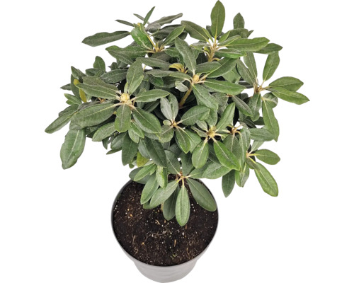 Rododendron v kvetináči, izbová rastlina