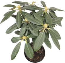 Rododendron v kvetináči