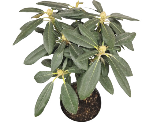 Rododendron v kvetináči