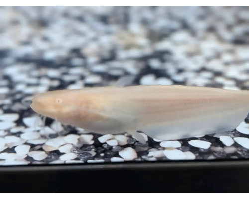 Čík ázijský zlatý Misgurnus anguillicaudatus gold plávajúci nad akváriovým štrkom.