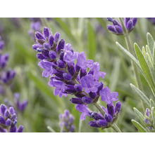 Levanduľa FloraSelf Lavandula angustifólia 'Spring Line' 15-20 cm kvetináč Ø 13 cm 1 ks