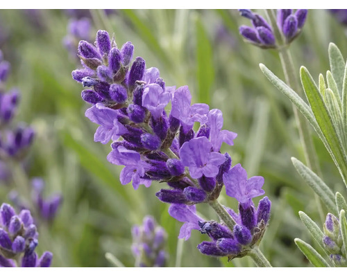 Levanduľa FloraSelf Lavandula angustifólia 'Spring Line' 15-20 cm kvetináč Ø 13 cm 1 ks