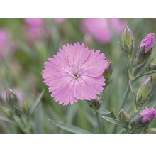 Klinček záhradný, karafiát FloraSelf Dianthus caryophyllus výška 10-15 cm kvetináč 0,8 l 1 ks, rôzne druhy