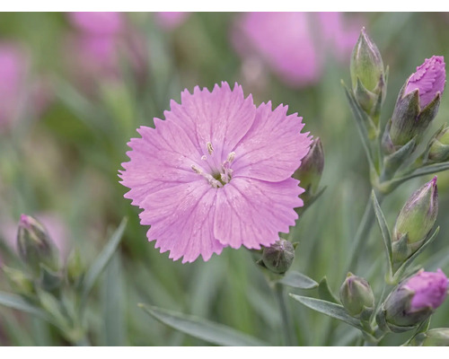 Klinček záhradný, karafiát FloraSelf Dianthus caryophyllus výška 10-15 cm kvetináč 0,8 l 1 ks, rôzne druhy
