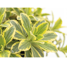 Arábka 'Variegata' FloraSelf Arabis ferdinandi-coburgii 'Variegata' 5-10 cm kvetináč 1 l 1 ks, rôzne druhy