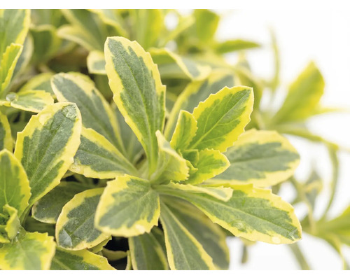 Arábka 'Variegata' FloraSelf Arabis ferdinandi-coburgii 'Variegata' 5-10 cm kvetináč 1 l 1 ks, rôzne druhy