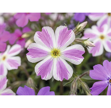 Flox šidlolistý Phlox subulata 'Twins' výška 5-15 cm kvetináč Ø 13 cm