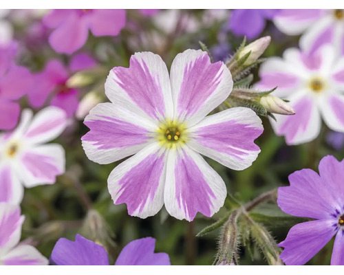 Flox šidlolistý Phlox subulata 'Twins' výška 5-15 cm kvetináč Ø 13 cm