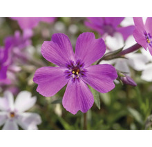 Flox šidlolistý Phlox subulata 'Twins' výška 5-15 cm kvetináč Ø 13 cm