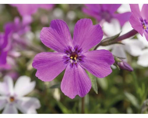 Flox šidlolistý Phlox subulata 'Twins' výška 5-15 cm kvetináč Ø 13 cm