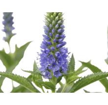 Veronika klasnatá Veronica spicata s modrými kvetmi a zúbkovanými listami.