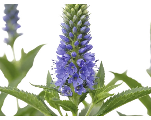 Veronika klasnatá Veronica spicata s modrými kvetmi a zúbkovanými listami.