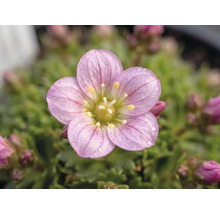 Lomikameň arendsov Saxifraga arendsii 3-6 cm kvetináč 0,8 l 1 ks, rôzne druhy