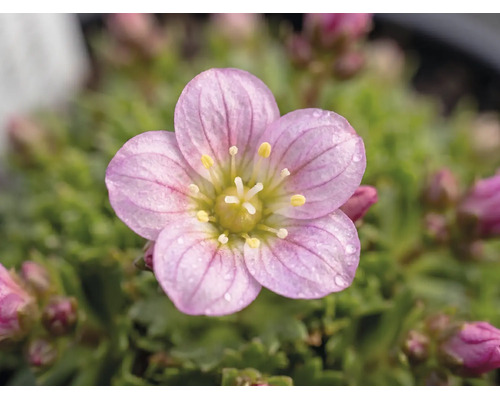 Lomikameň arendsov Saxifraga arendsii 3-6 cm kvetináč 0,8 l 1 ks, rôzne druhy