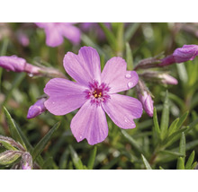 Flox FloraSelf Phlox subulata kvetináč Ø 13 cm 1 ks, rôzne farby