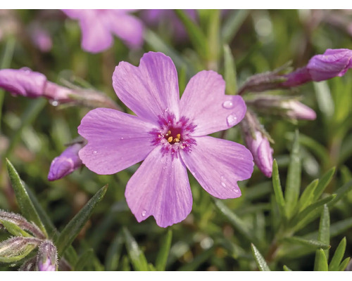 Flox FloraSelf Phlox subulata kvetináč Ø 13 cm 1 ks, rôzne farby