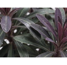 Mliečnik mandľovitý červený FloraSelf Euphorbia amygdaloides 'Purpurea' 5-50 cm kvetináč 15 cm